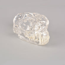 Indlæs billede til gallerivisning Feline Skull Dentoform Model with Radiopaque Teeth - [shop_medarchitect]