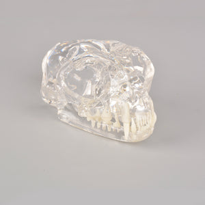Feline Skull Dentoform Model with Radiopaque Teeth - [shop_medarchitect]
