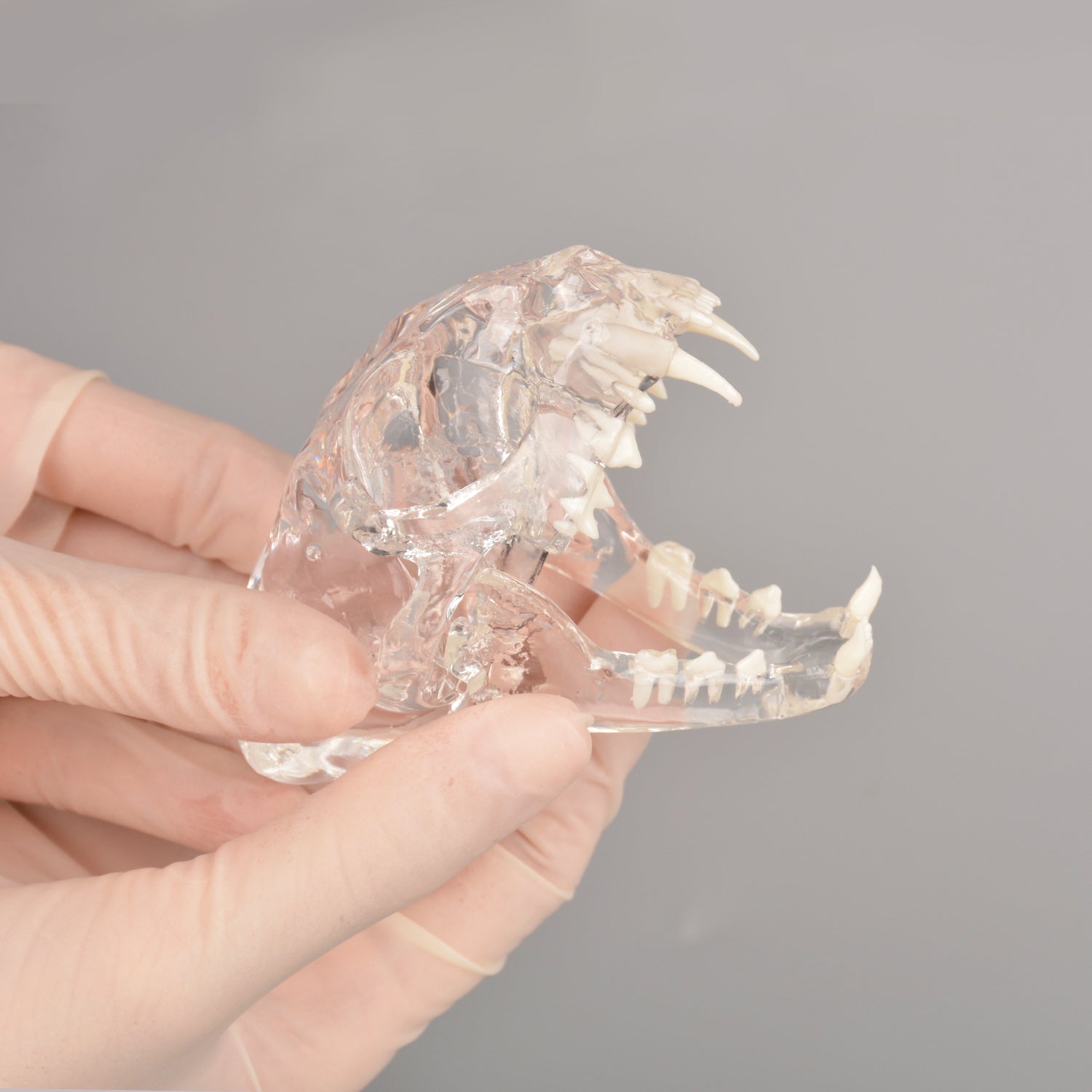 Animal Teeth Anatomical Display Transparent Dog Skull Dental Model - Canine Teeth Anatomy For Veterinary Teaching & Demonstration Transparent Canine Dental Model