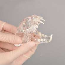 Załaduj obraz do przeglądarki galerii, Feline Skull Dentoform Model with Radiopaque Teeth - [shop_medarchitect]