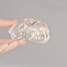 Carica l&#39;immagine nel visualizzatore di Gallery, Feline Skull Dentoform Model with Radiopaque Teeth - [shop_medarchitect]