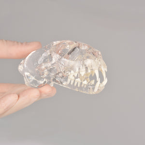 Feline Skull Dentoform Model with Radiopaque Teeth