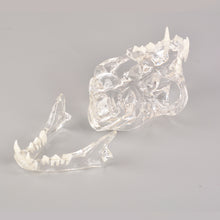 이미지를 갤러리 뷰어에 로드 , Feline Skull Dentoform Model with Radiopaque Teeth - [shop_medarchitect]