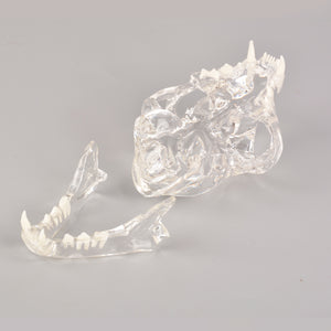 Feline Skull Dentoform Model with Radiopaque Teeth - [shop_medarchitect]
