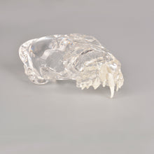 Carica l&#39;immagine nel visualizzatore di Gallery, Feline Skull Dentoform Model with Radiopaque Teeth - [shop_medarchitect]