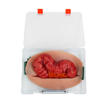 Load image into Gallery viewer, Wearable Abdominal Evisceration with Colon Wound Simulator