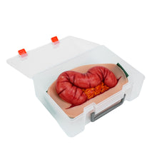 Carica l&#39;immagine nel visualizzatore di Gallery, Wearable Abdominal Evisceration with Colon Wound Simulator