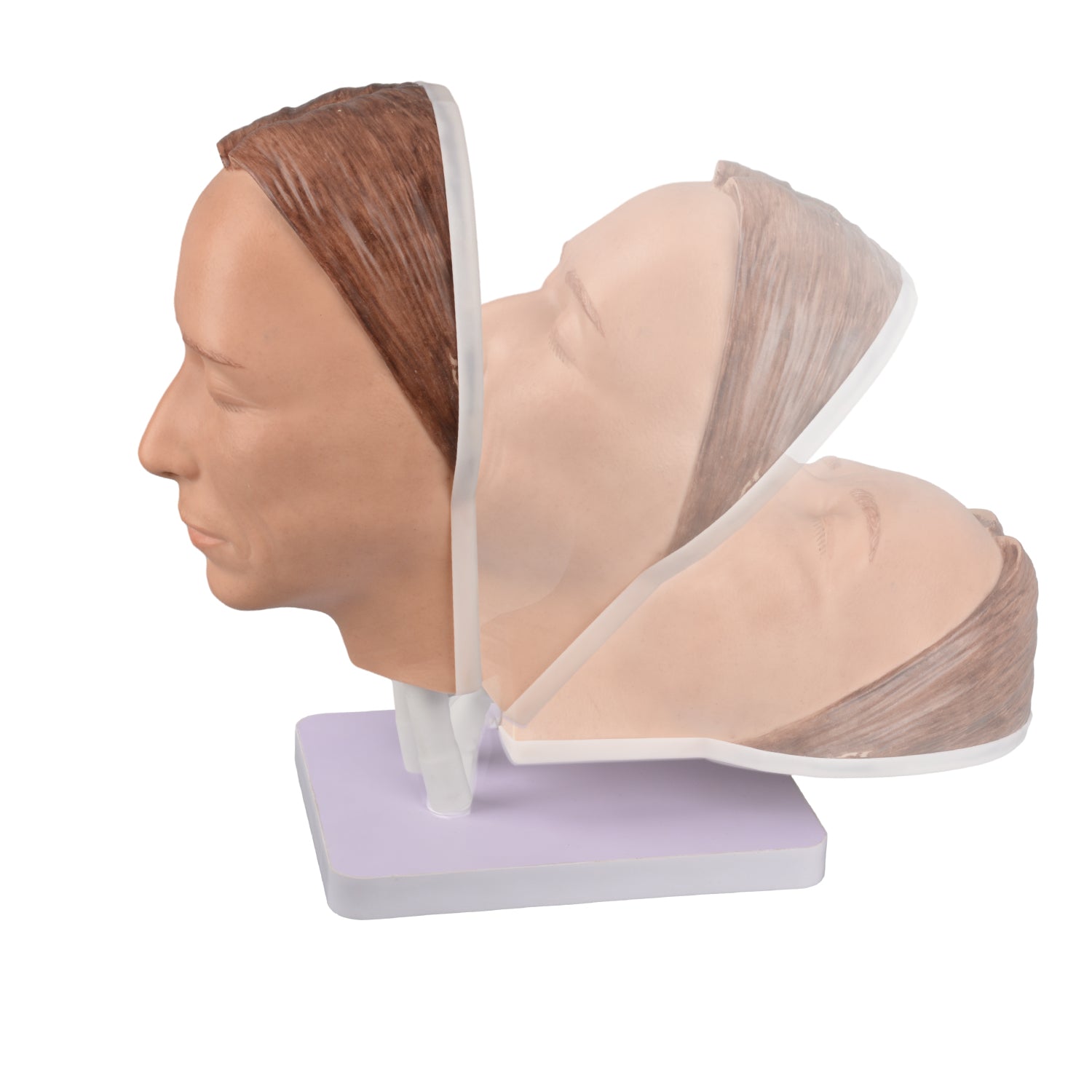 Injection Training Mannequin Face Model Head Model for Micro-Plastic Teaching,Practice Training to Medical Student,Doctor,Esthetician - [shop_medarchitect]
