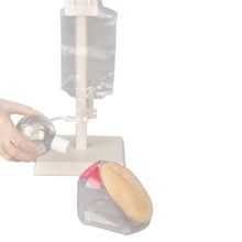 이미지를 갤러리 뷰어에 로드 , Female Catheterization Simulator Set, Catheter Insertion Model for Medical Students Or Nurses