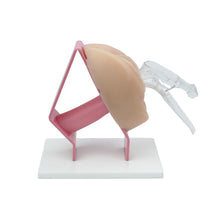 Carica l&#39;immagine nel visualizzatore di Gallery, Gynecological Examination Simulator/Educational Pelvic Health Kit