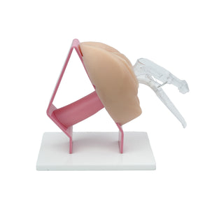 Gynecological Examination Simulator/Educational Pelvic Health Kit