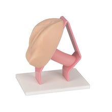 Carica l&#39;immagine nel visualizzatore di Gallery, Gynecological Examination Simulator/Educational Pelvic Health Kit