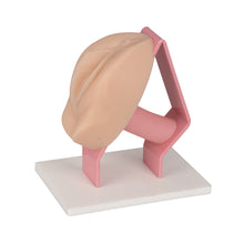 Carica l&#39;immagine nel visualizzatore di Gallery, Gynecological Examination Simulator/Educational Pelvic Health Kit