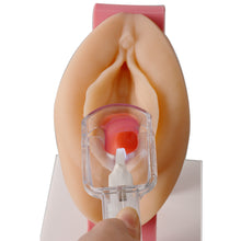 Carica l&#39;immagine nel visualizzatore di Gallery, Gynecological Examination Simulator/Educational Pelvic Health Kit