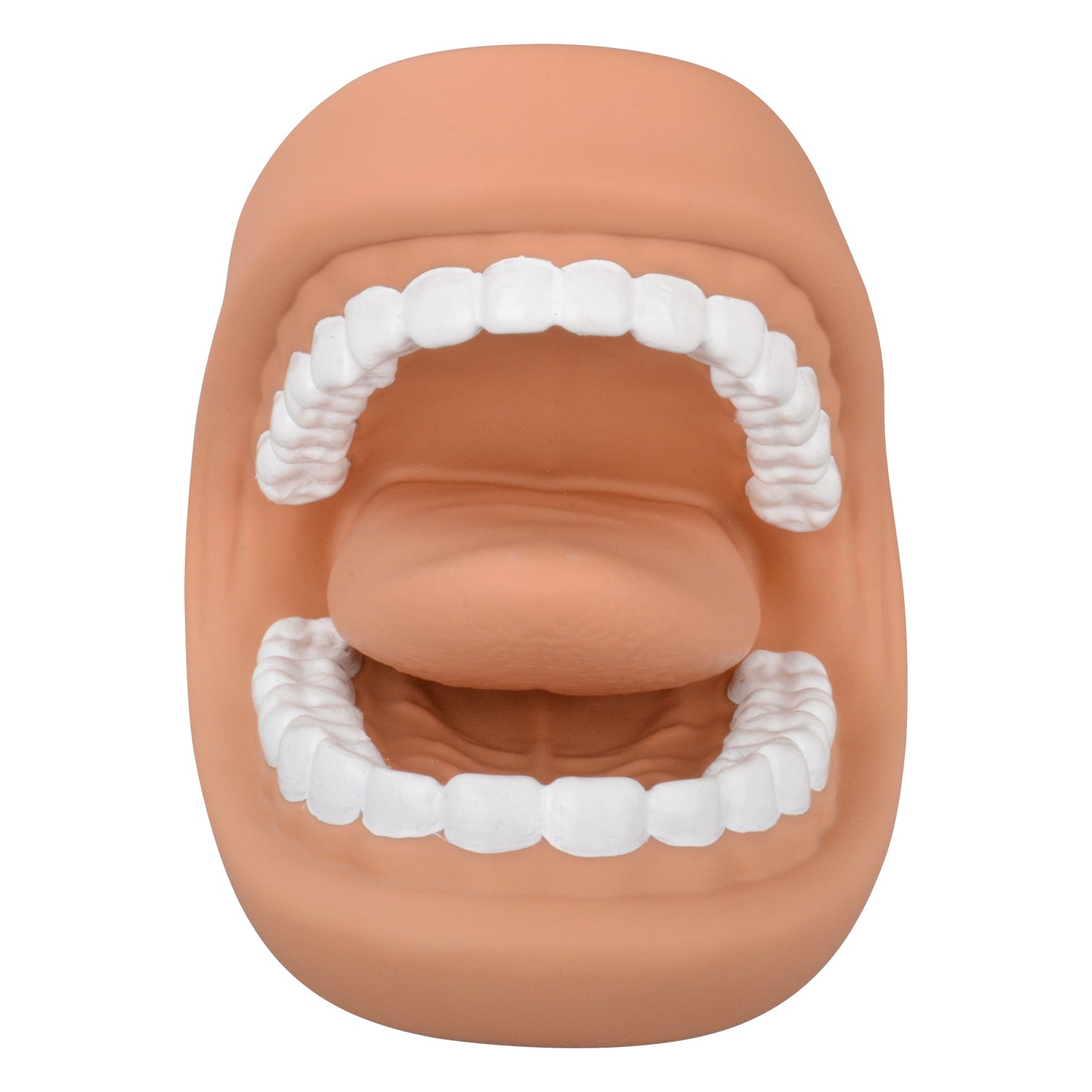PVC Dental Teaching Model With Toothbrush Included