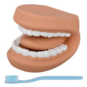 PVC Mouth Puppet Dental Model with Toothbrush