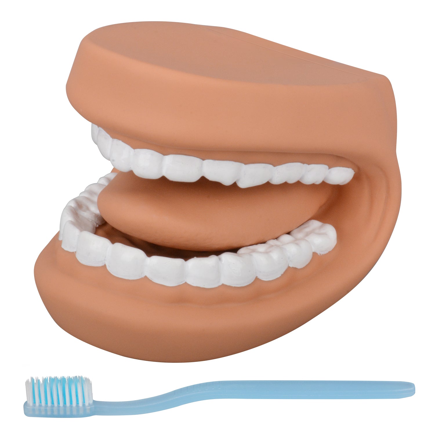 PVC Mouth Puppet Dental Model with Toothbrush