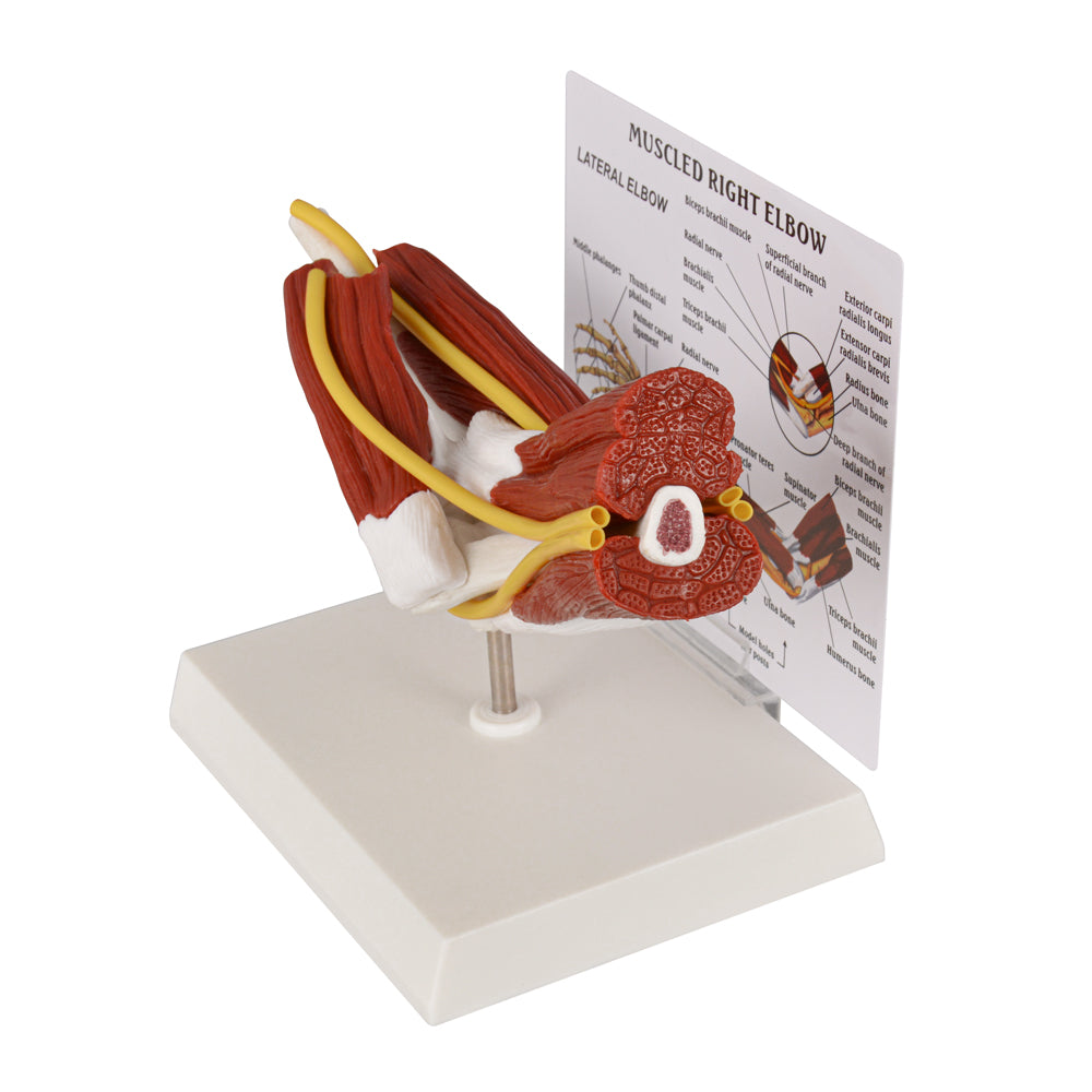 PVC Right Elbow Anatomy Training Model