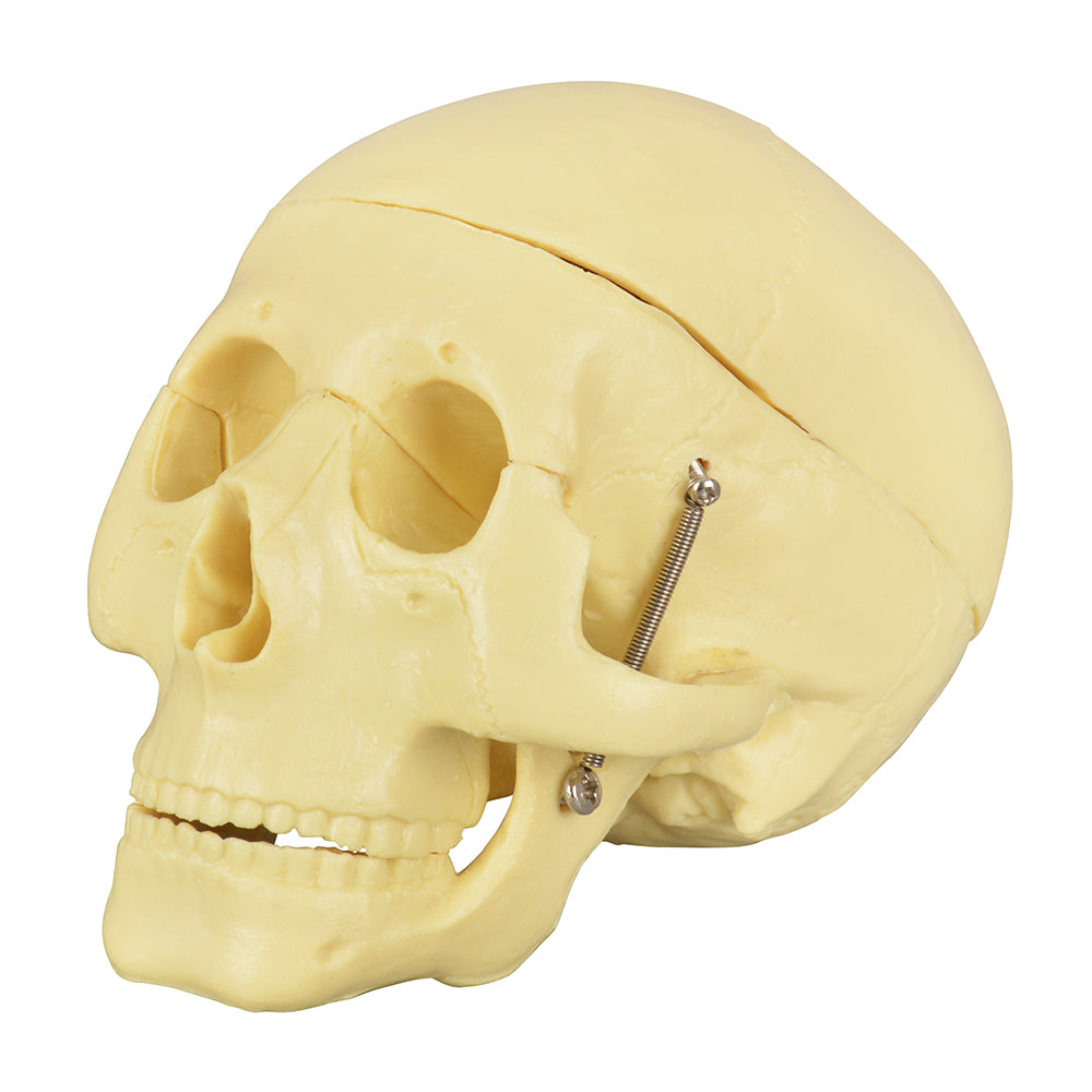 PVC Scientific Skull Model