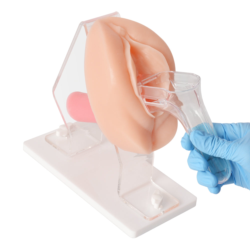 Pap Smear And Cervical Sampling Practice Model