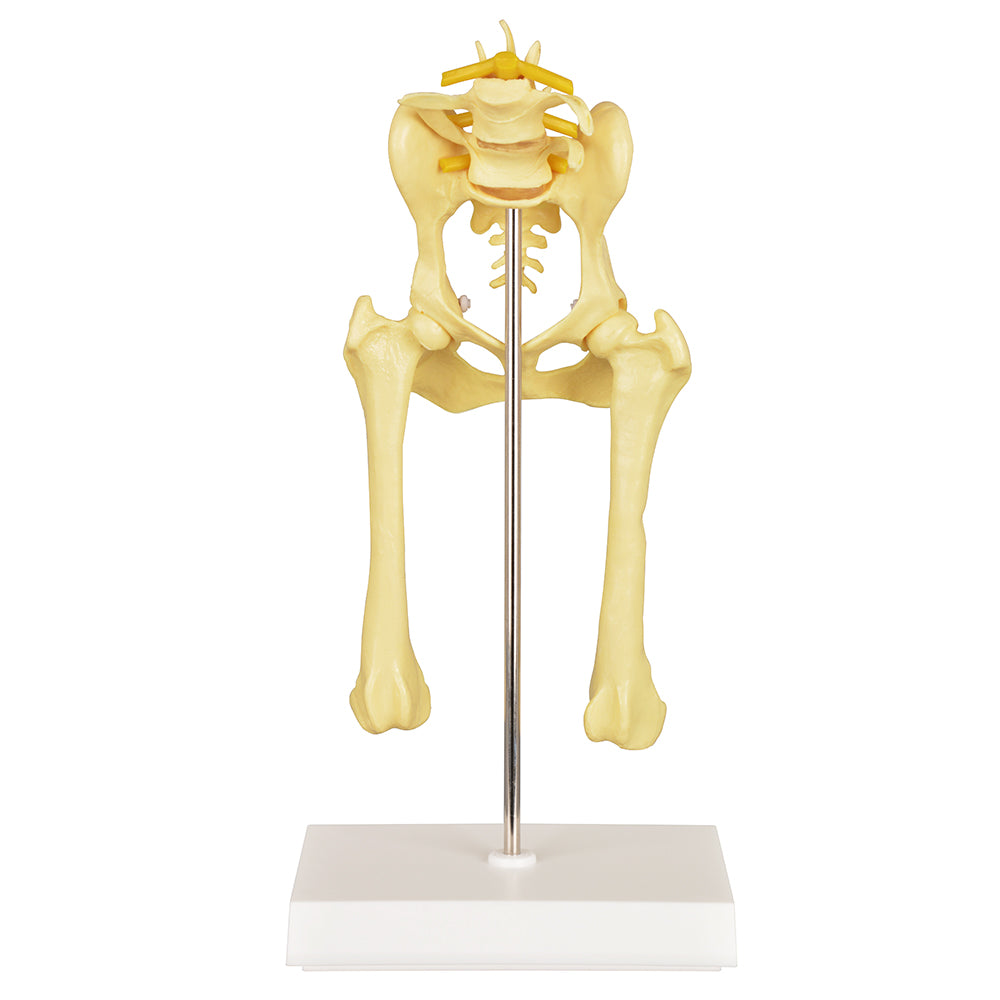 Pathological Canine Pelvis Model
