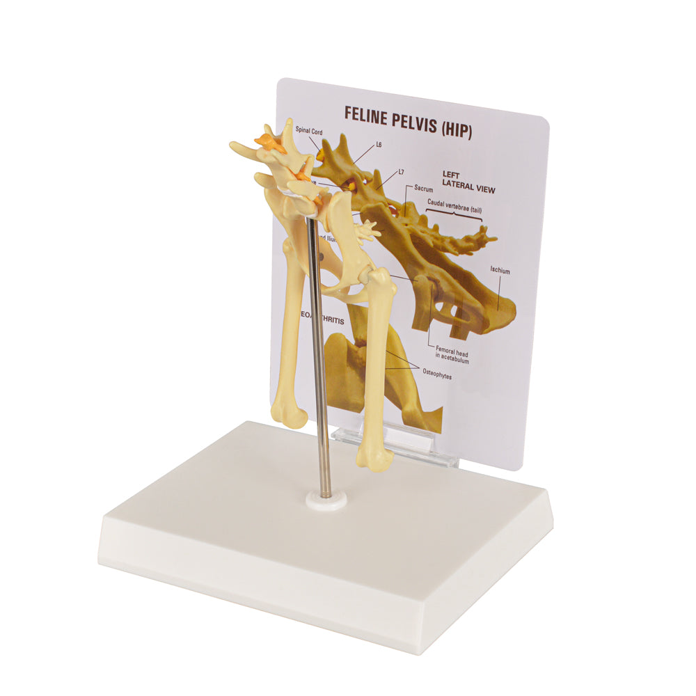 Pathological Feline Pelvis Anatomy Model
