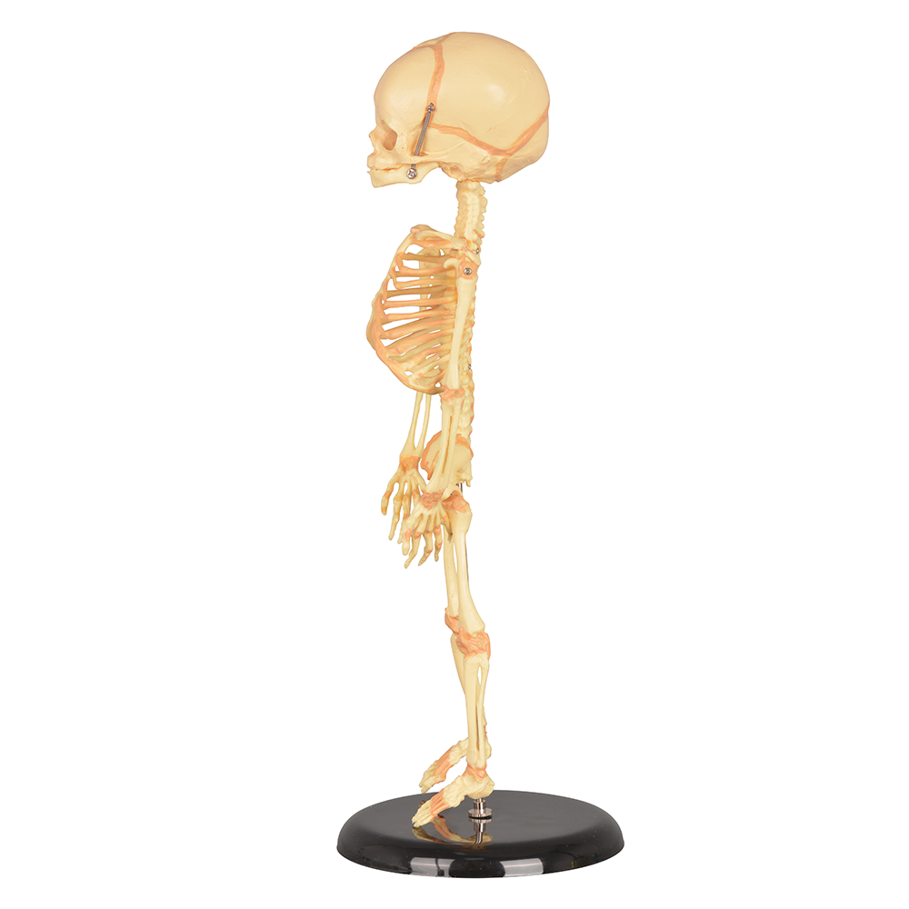 Pediatric Anatomy Teaching Skeleton With Base