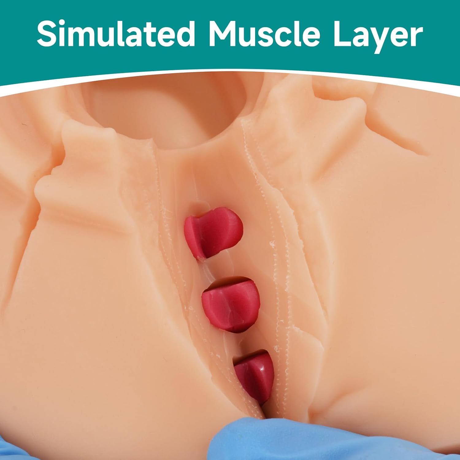 Perineal Suturing Model Showing Simulated Muscle Layer