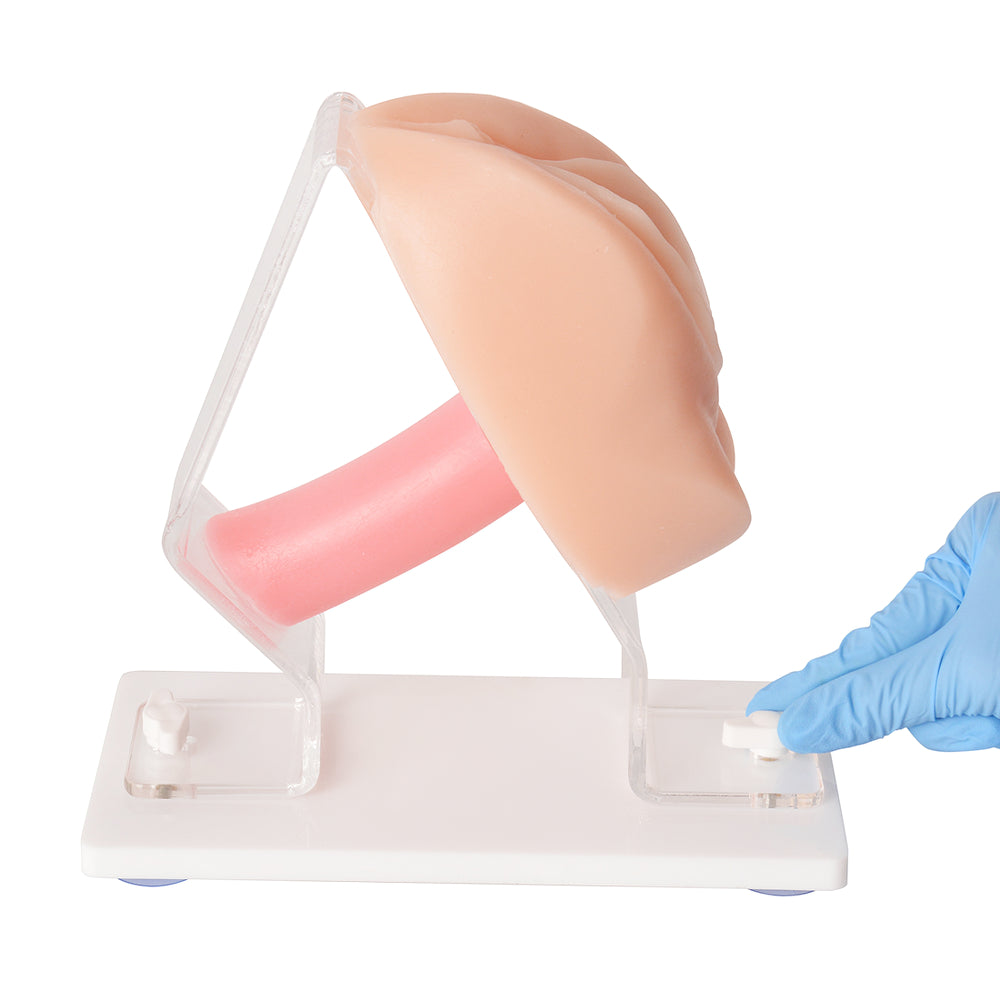 Portable Pelvic Exam Trainer For Clinical Skills Practice And Education