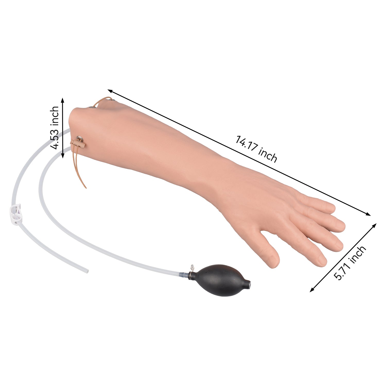 Radial & Ulnar ABG Practice Wrist Model Size Reference