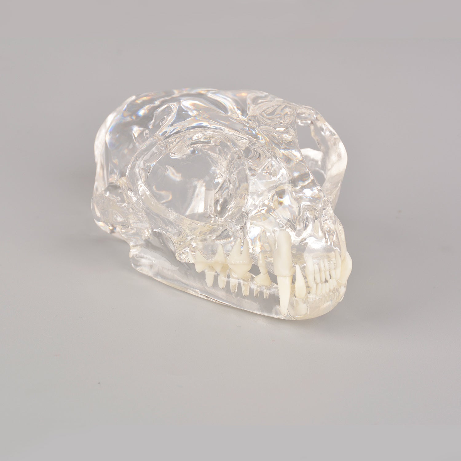 Radiopaque Teeth Veterinary Model