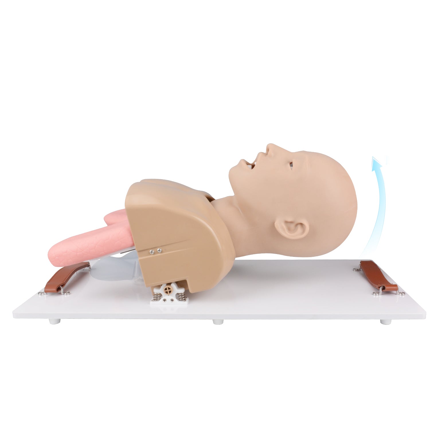 Realistic Adult Airway Management Trainer