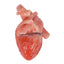 Realistic Anatomical Heart Model for Teaching Display