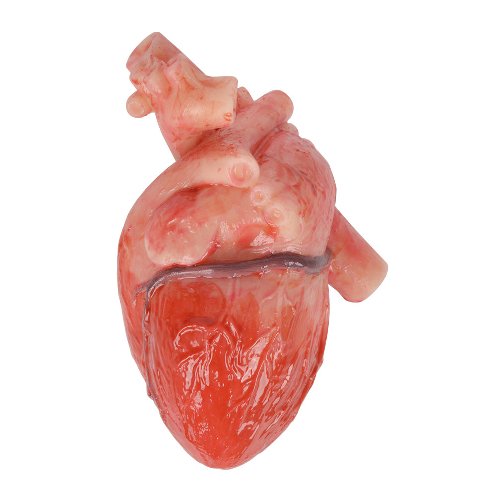 Realistic Anatomical Heart Model for Teaching Display