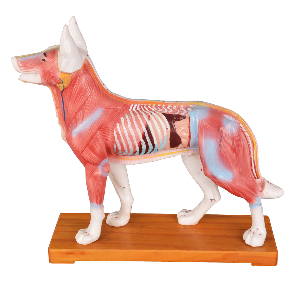 Realistic Dog Anatomy Model With Acupuncture