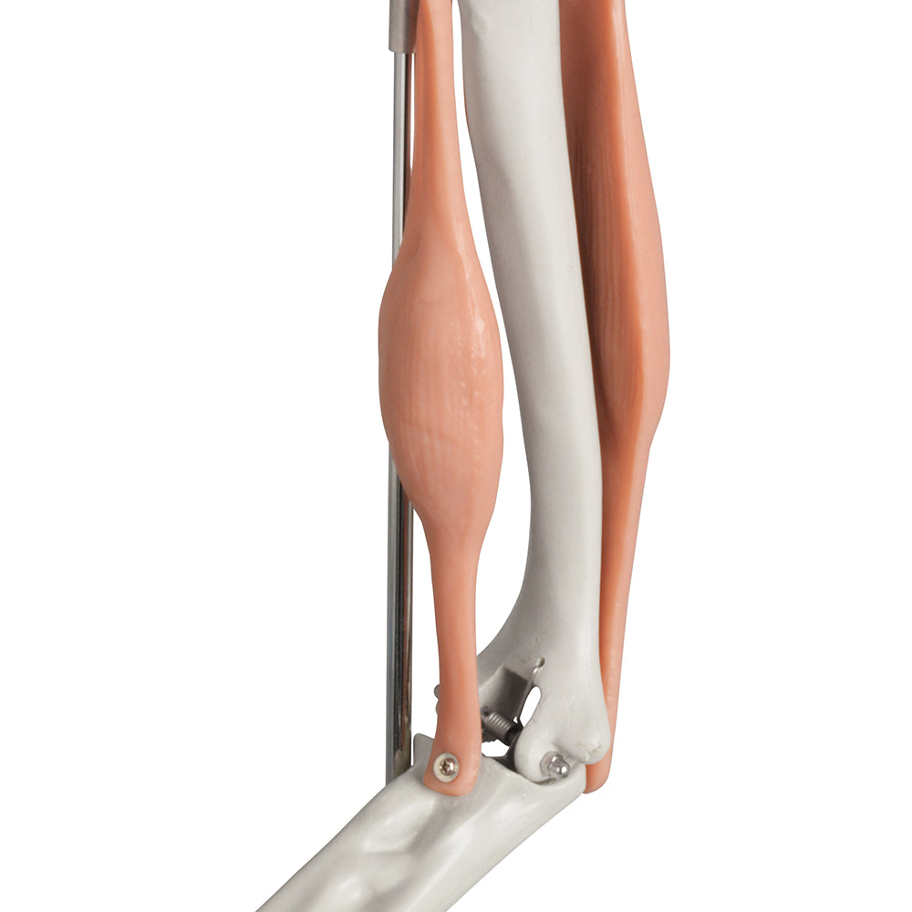 Realistic Elbow Anatomy Model Showing Bones, Muscles, and Ligaments