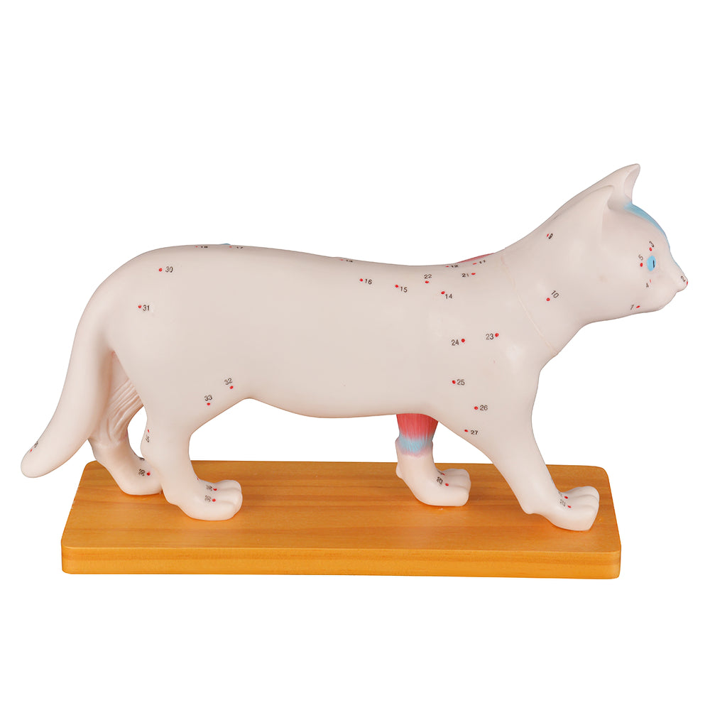 Realistic Feline Anatomy Model For Acupuncture