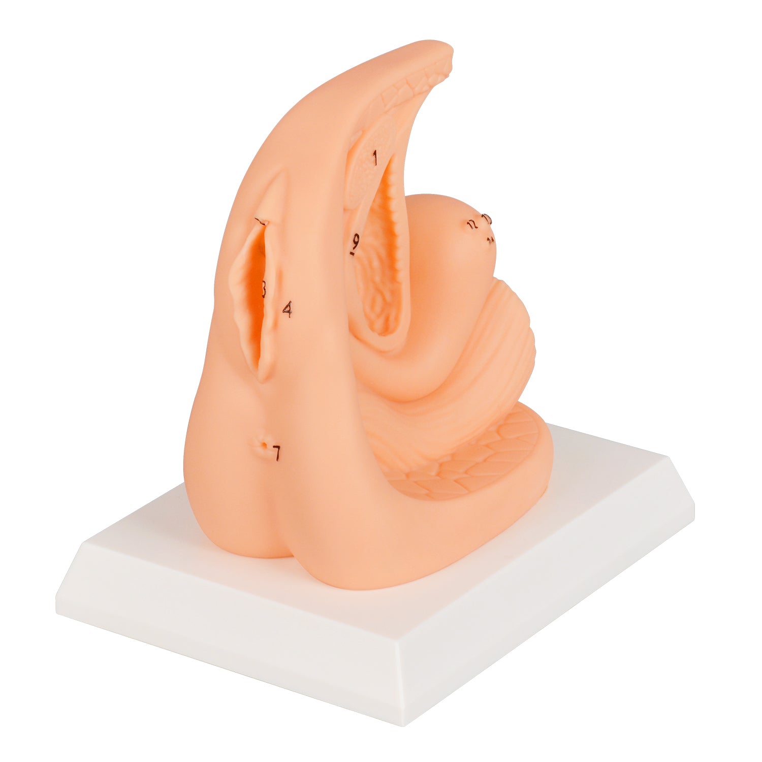 Realistic Female Catheter Practice Training Model