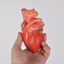 Realistic Human Heart Model