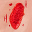 Realistic Laceration Wound on Thigh Simulator Close Up