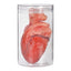 Realistic Lifesize Human Heart Model in Clear Jar