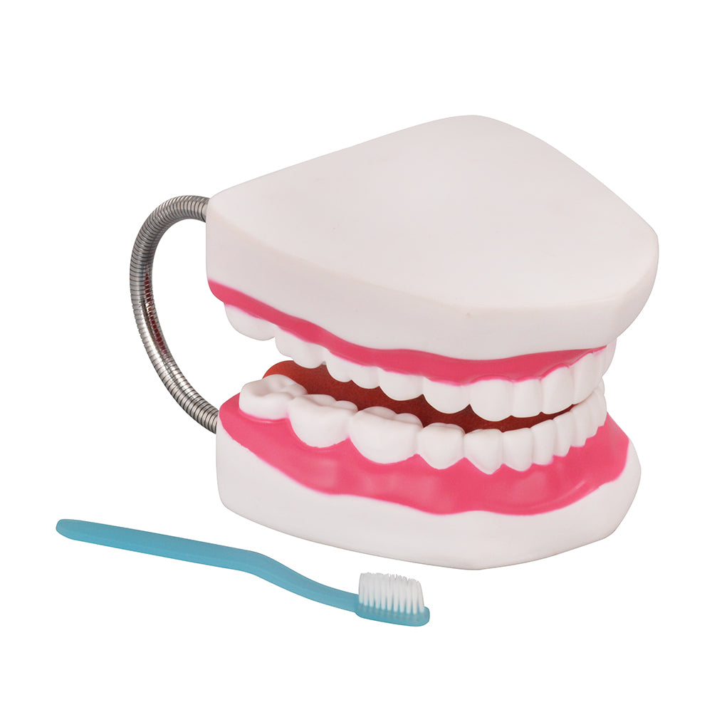 Realistic Oral Cavity Training Model