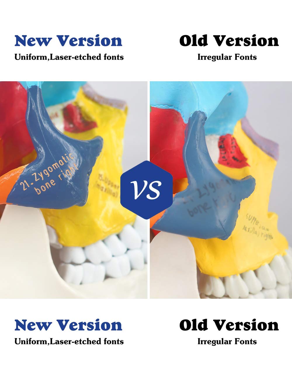 Realistic PVC Skull Model For Demonstration