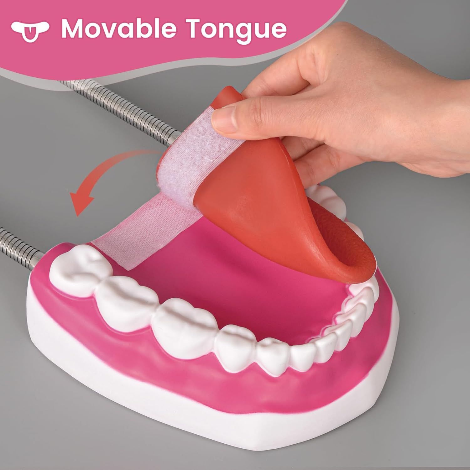 Removable Tongue for Dental and Speech Training Model