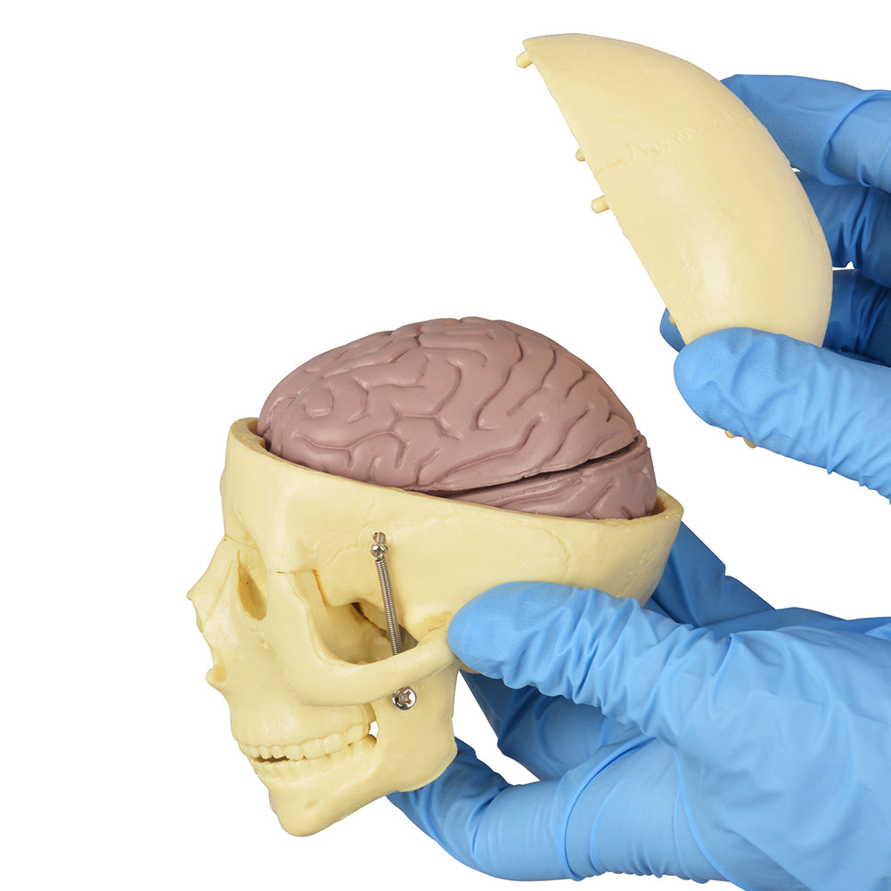 Scientific Skull Model With Detachable Brain
