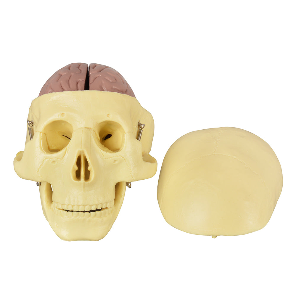 Scientific Skull Model With For Anatomy Education