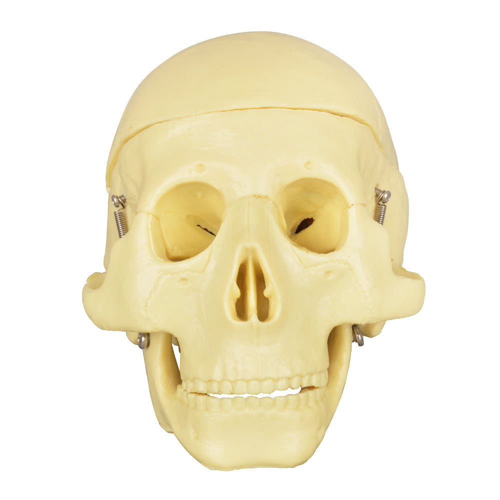 Scientific Skull With Removable Pink Brain Parts, Classroom Tool