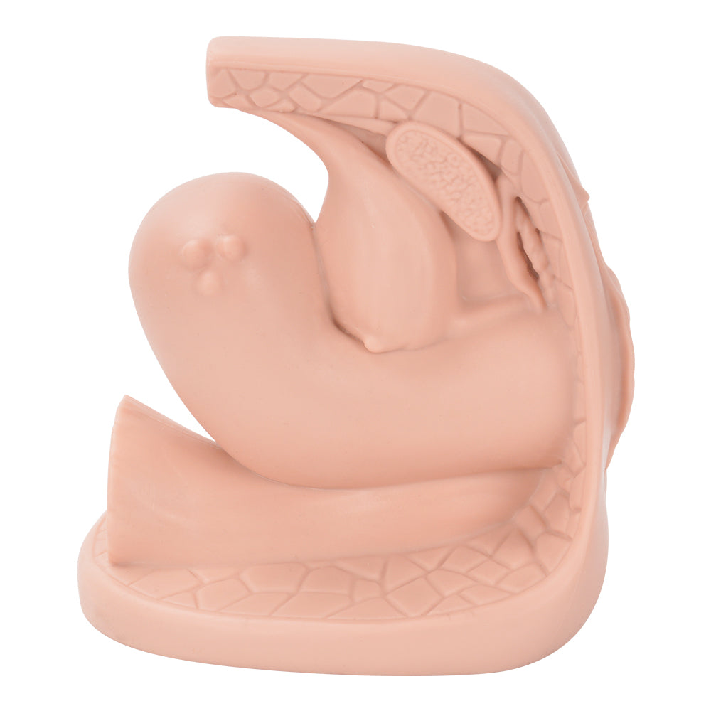 Sexual Health Education Female Training Tool