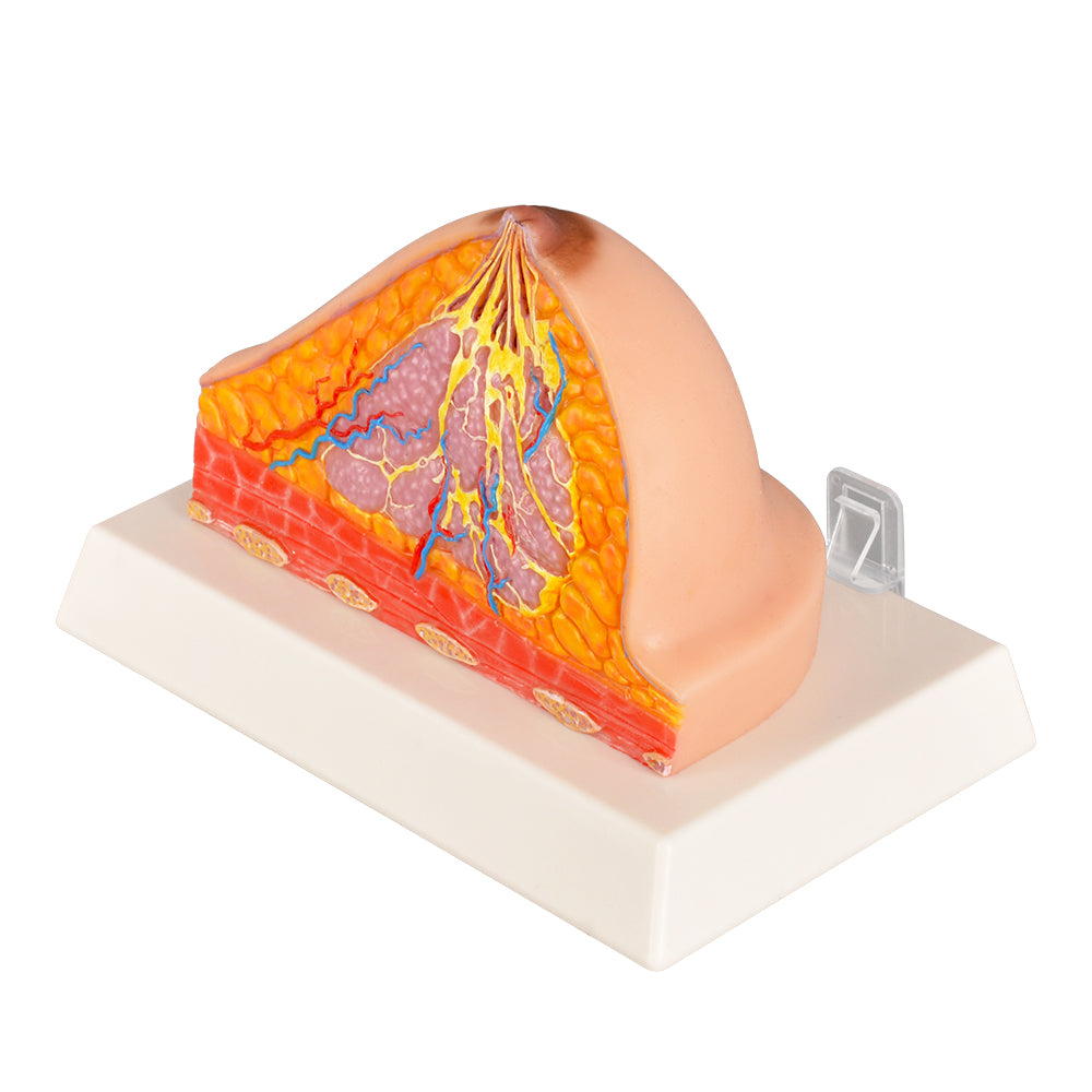 Realistic Silicone Breast Cross-Section Model For Medical Training
