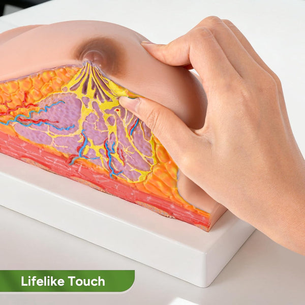 Silicone Breast Model with Realistic Texture and Feel
